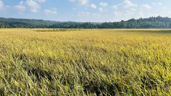 A golden field of tall grass stretching toward a distant tree line under a blue sky